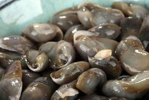 慈溪泥螺 首獲國家農(nóng)產(chǎn)品地理標志的海洋饋贈